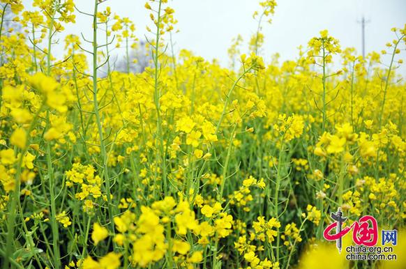 油菜花在我國(guó)栽培較廣，以長(zhǎng)江流域和以南各地為最多。湖北省是油菜花產(chǎn)地之一。李剛攝