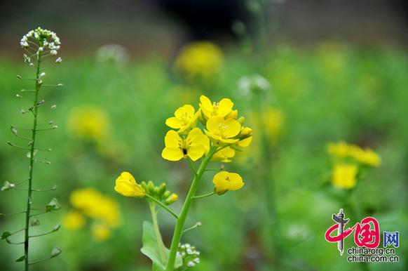 油菜花在我國(guó)栽培較廣，以長(zhǎng)江流域和以南各地為最多。湖北省是油菜花產(chǎn)地之一。李剛攝