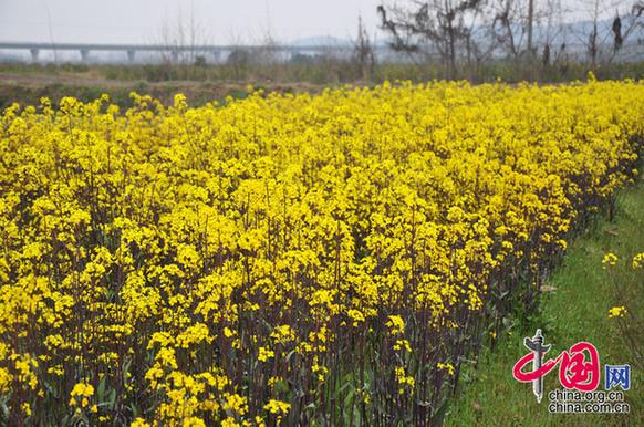 菜薹是湖北的特產(chǎn)，與油菜花同屬十字花科，但色彩較油菜花艷麗。李剛攝