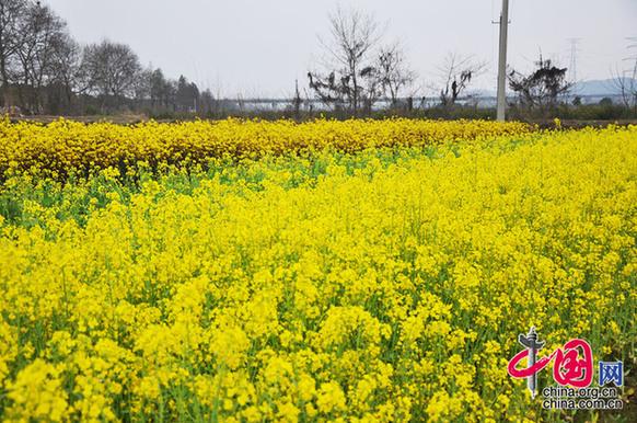 油菜花與菜薹競(jìng)相開(kāi)放。李剛攝