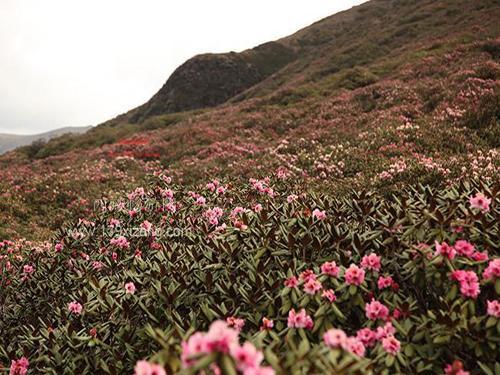 浪坡花海