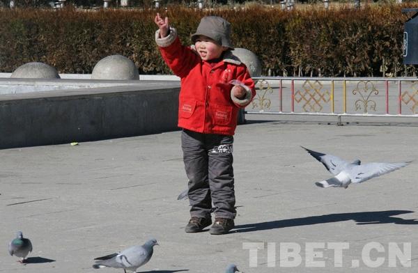 孩子在歡快地拋灑谷物來吸引飛鴿