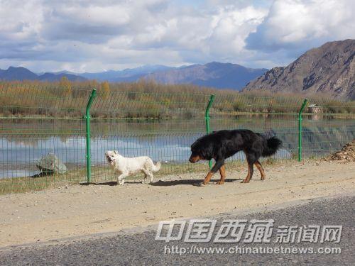 小狗將我引向景區(qū)入口處。