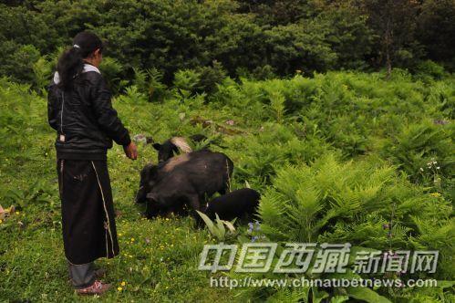 27版貪食面餅的藏香豬