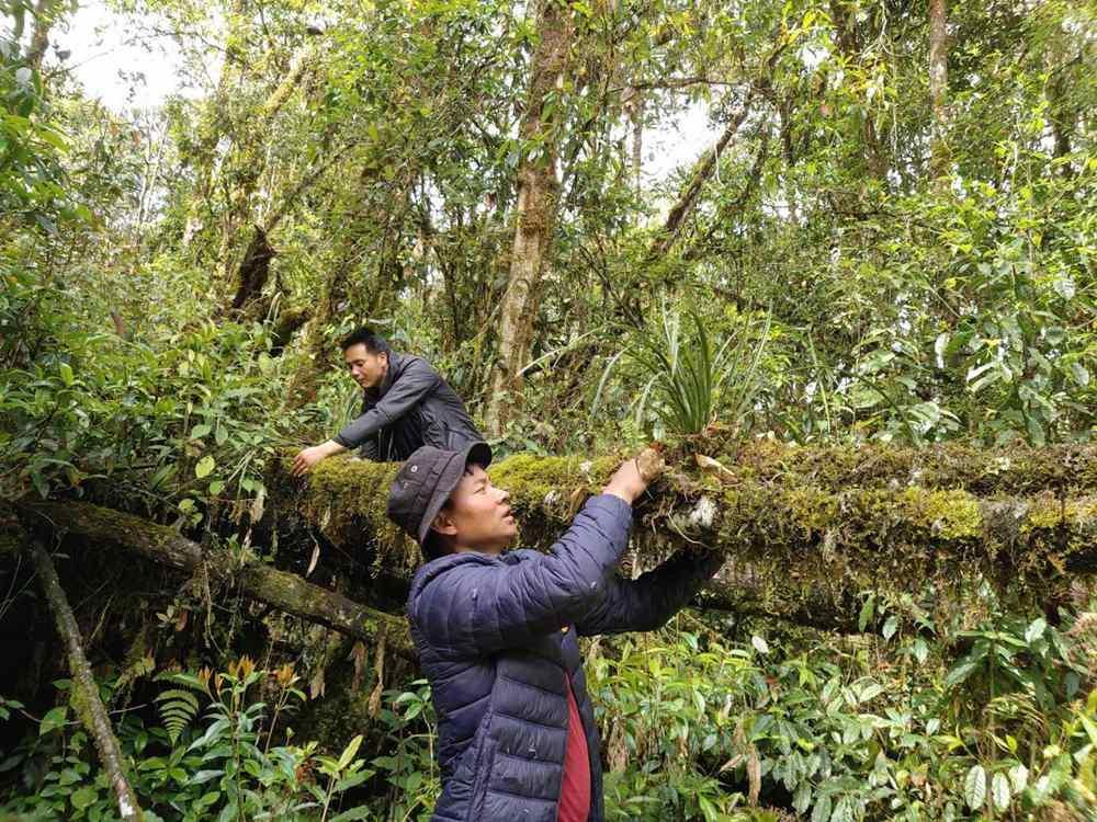 蘭花歸野。圖片由山水自然保護(hù)中心提供