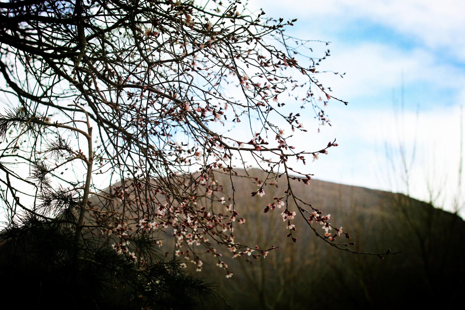 圖為：瓊結(jié)木若山腳下的野桃花、.JPG